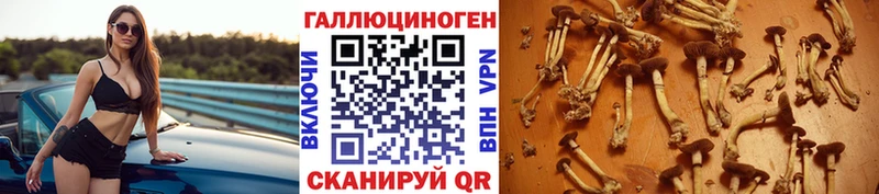 Псилоцибиновые грибы мицелий  Покачи 